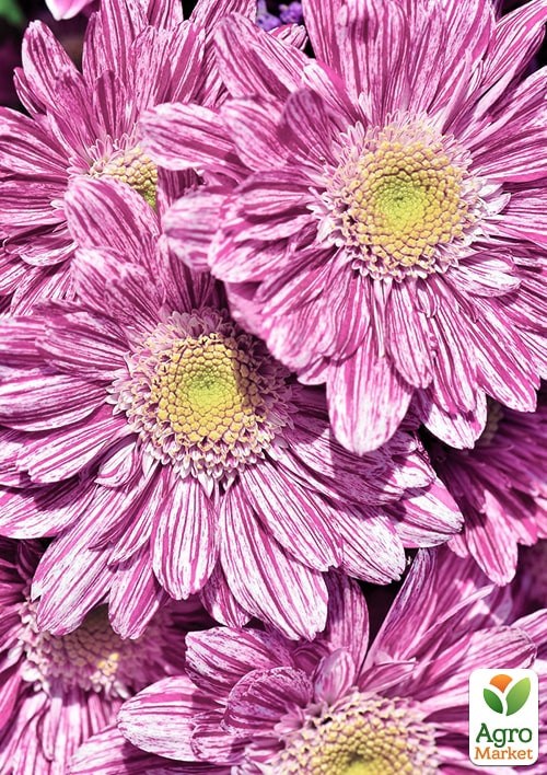Хризантема кустовая среднецветковая "Artistic Sweet"  - фото 2