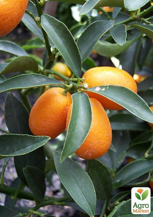 Кинкан (кумкват) Margarita (1,5 года,высота 25-30см)