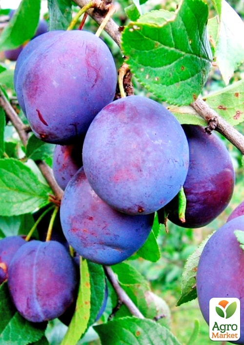 Слива "Калипсо"