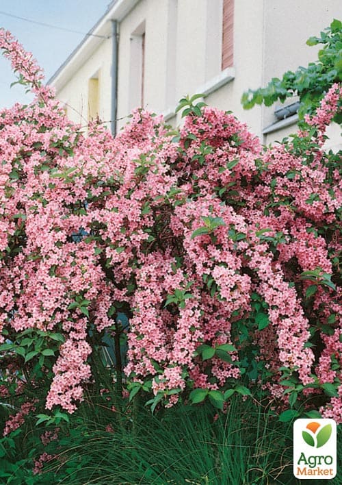 Вейгела на штамбе "Rosea" вазон С3, высота 150-170см