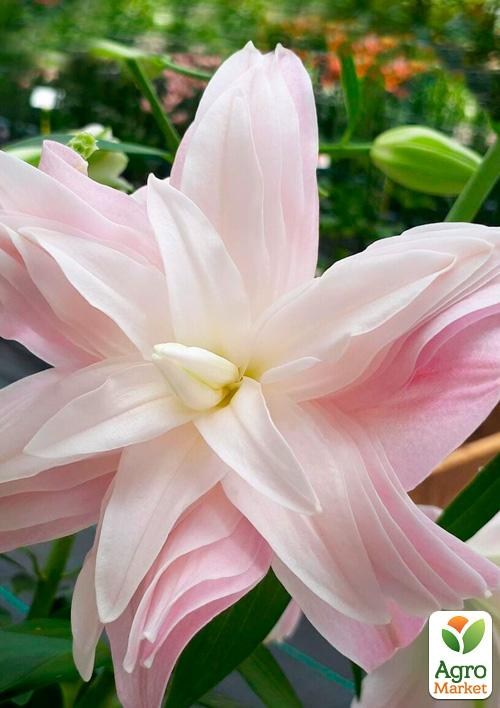 Лілія Махрова "Lotus Breeze"