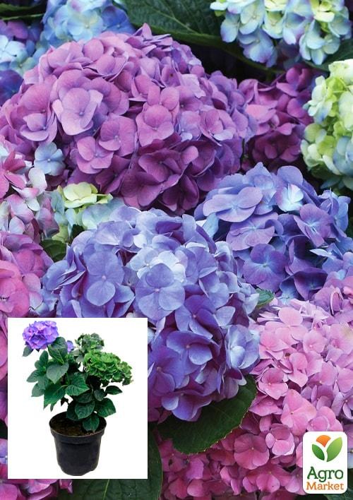 Гортензия крупнолистная 3-х летняя "Chameleon"