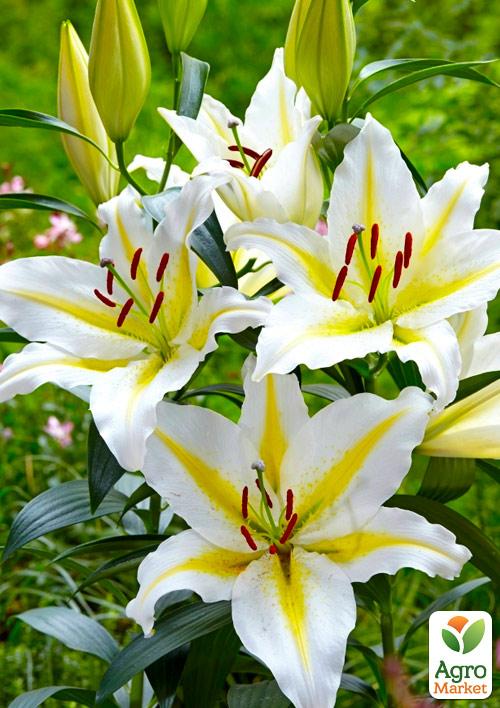 Лилия "Baferrari" 