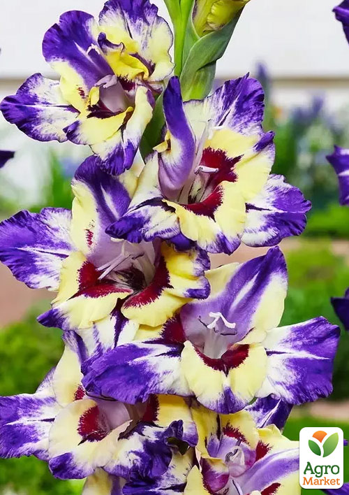 Гладіолус "Circus Color"