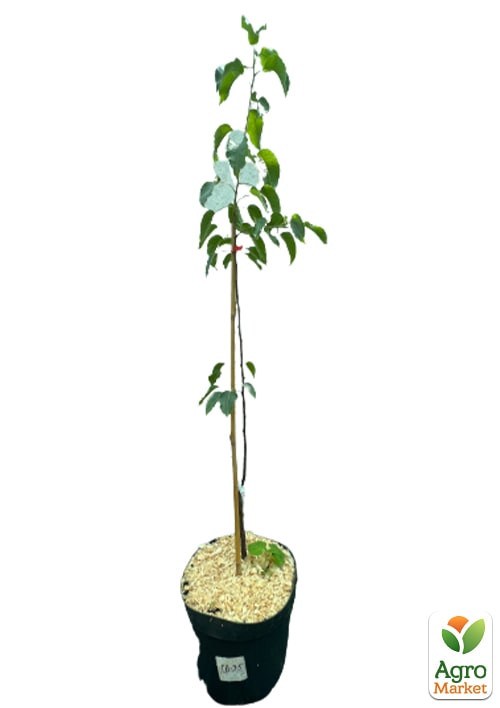 Груша азиатская "Хосуи" укорененная в контейнере (саженец 2 года) - фото 2