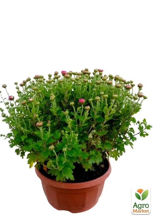 Хризантема Садовая "White With Pink Edge" (высота 30-50см) - фото 3