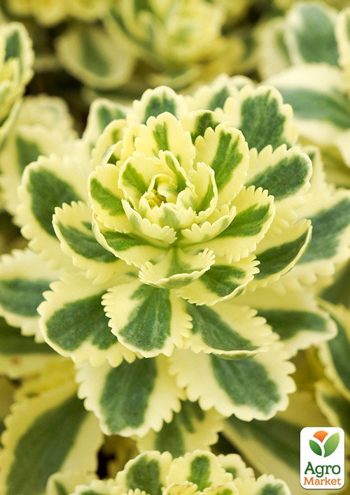 Седум такесимский "Atlantis" (вазон Ø17) - фото 3