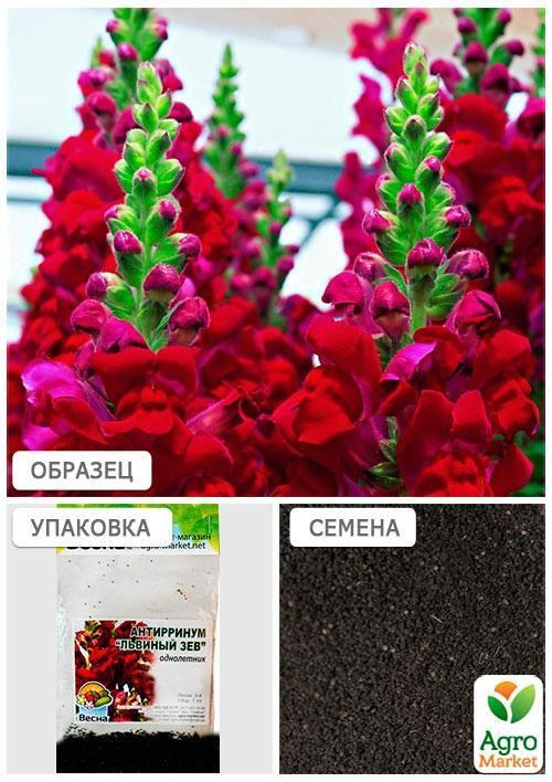 Антирринум "Львиный зев красный" (Зипер) ТМ "Весна" 0,5г - фото 4