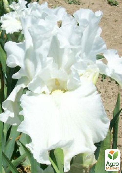 Ірис бородатий великоквітковий "Winter" 1шт в упаковці