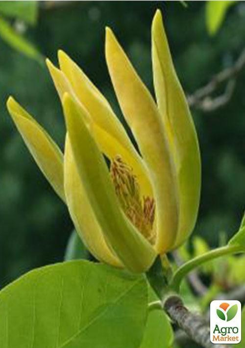 Магнолия "Acuminata" (возраст саженца 2,5 года)