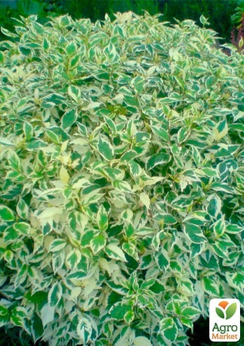 Дерен "Elegantissima" Кизил Татарський (висота саджанця 20-30см) - фото 2