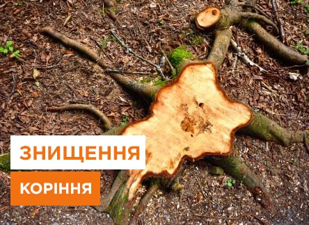 Народний засіб для знищення коріння дерев