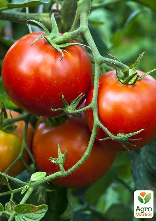 Томат "Томатный король" ТМ "Vesna Select" 0,2г