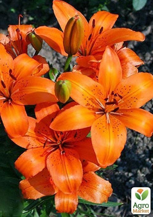 Лілія "Orange Twins" 1шт в упаковці - фото 2