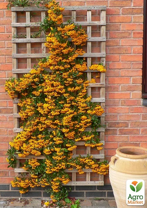 Пираканта (живая изгородь) "Soleil d`Or" 