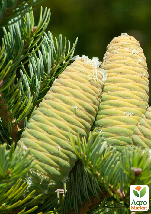 Ялиця Маньчжурська (Abies holophylla) горщик P9 1 саджанець в упаковці - фото 3