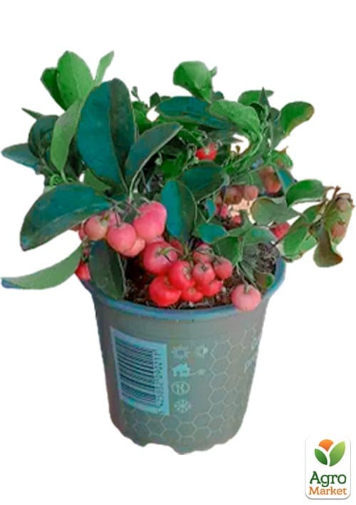 LMTD Гаультерия "Big Berry" с плодами (высота 15-25см) - фото 7