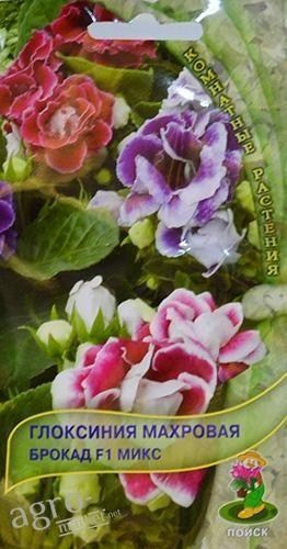 Глоксинія махрова "брокад F1 мікс" ТМ "Пошук" 5шт