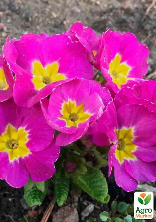 Примула обыкновенная F1 "Данова фиолетовая" ТМ "Vesna Exclusive" 5шт
