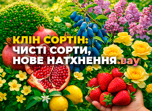 Клін Сортін