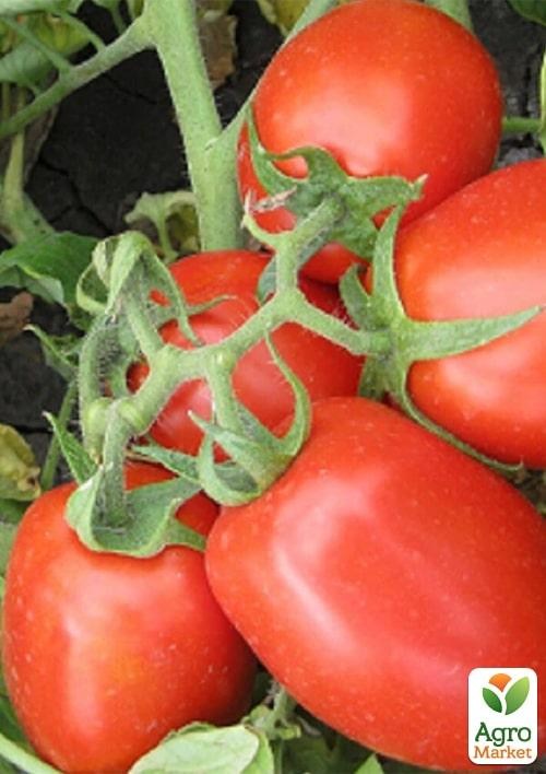 Томат детермінантний "8504 F1" ТМ "Lark Seeds" 5000шт