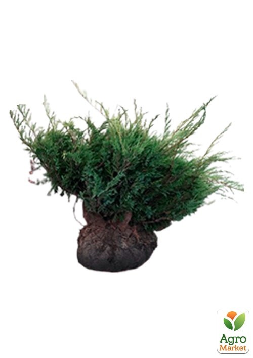 Ялівець середній "Mint Julep" (ком/сітка) діаметр 100-120 см - фото 3