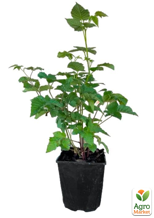 Ежевика "Навахо" 2х-летняя укорененная в контейнере - фото 5