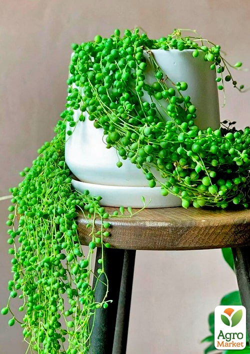 LMTD Сенеціо (хрестовник) "Rowleyanus" висота рослини 10см - фото 6