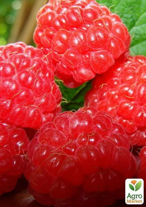 Эксклюзив! Малина красная "Шедевр" (Masterpiece) (американская селекция, премиальный высокоурожайный сорт)