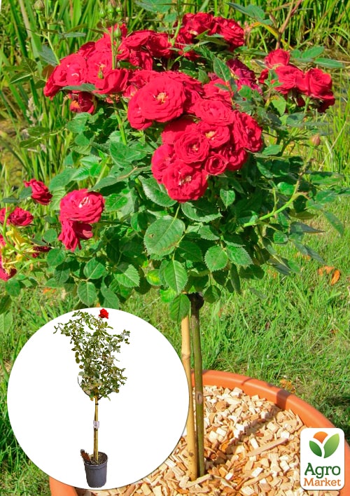 LMTD Троянда на штамбі 5-річна "Royal Red" (укорінений саджанець у горщику, висота 130-150см)