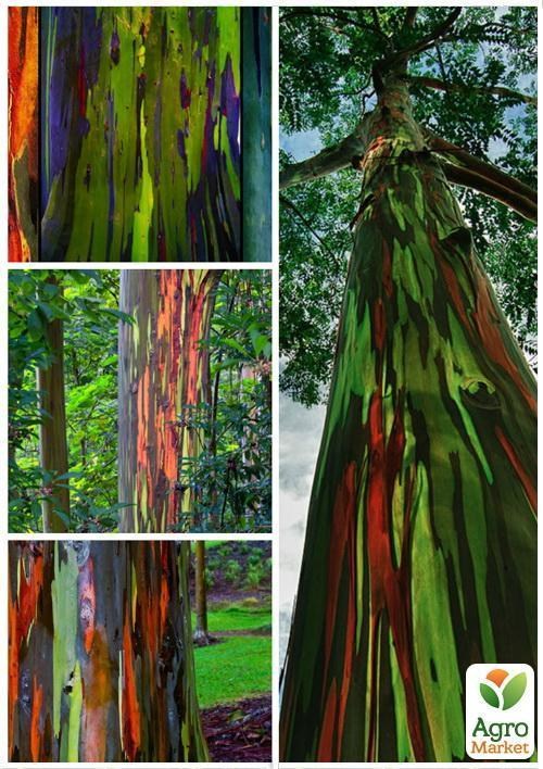 Эвкалипт "Цвета радуги" ТМ "Vesna Exclusive" 5шт - фото 5