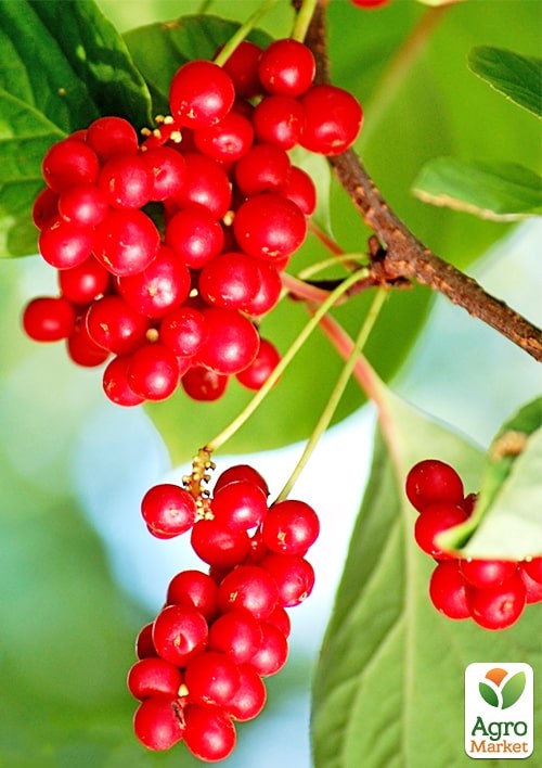 Лимонник китайский 2-х летний "Schisandra chinensis" С1.5 - фото 3