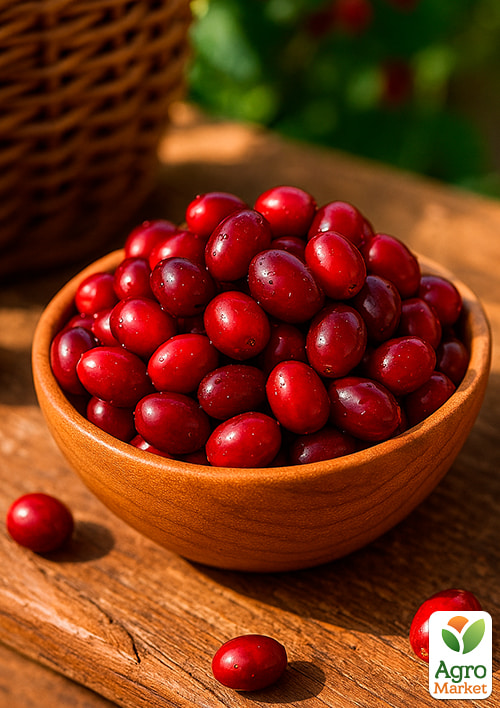 Кизил "Старокиевский" (крупноплодный, средний срок созревания) - фото 4