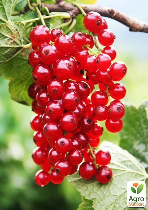 Смородина на штамбе красная "Лейден" (среднего срока созревания) - фото 4