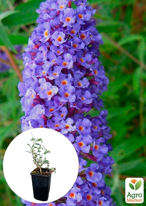 Буддлея Давида 3х летняя "Empire Blue" С2