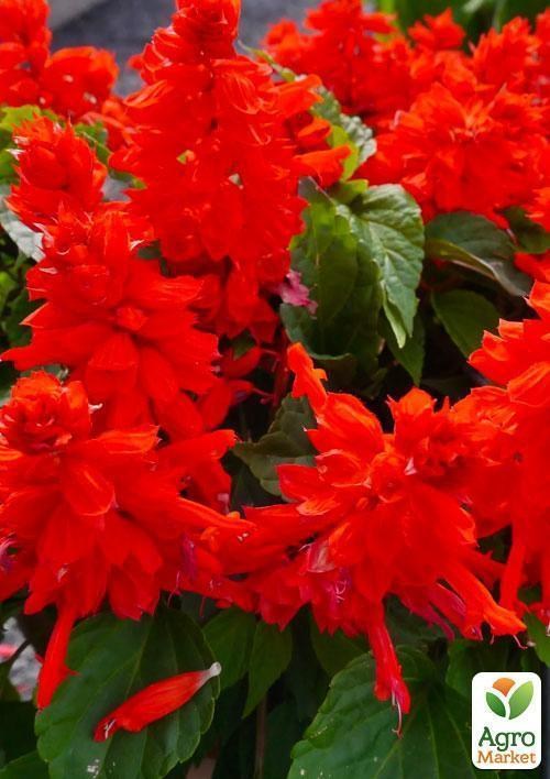 Сальвия блестящая красная (Зипер) ТМ "Весна" 0.3г - фото 2