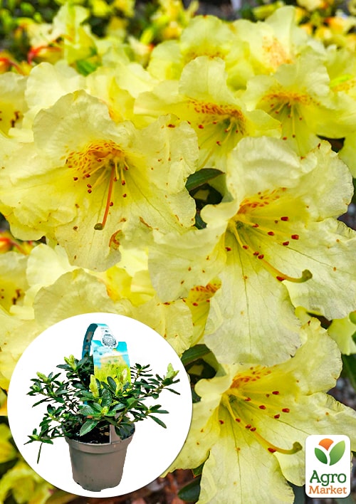 LMTD Рододендрон цветущий 2-х летний "Curlew" (высота 20см)