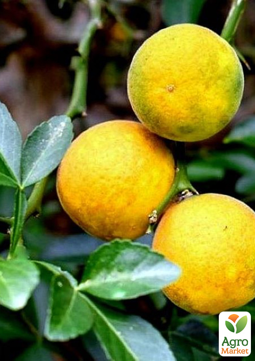 Понцірус "Трифоліата" "Vesna Select" 10шт - фото 3