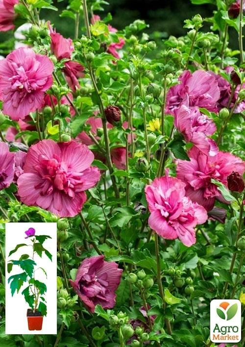 Гибискус сирийский "Magenta Chiffon" С2, высота 45-70 см