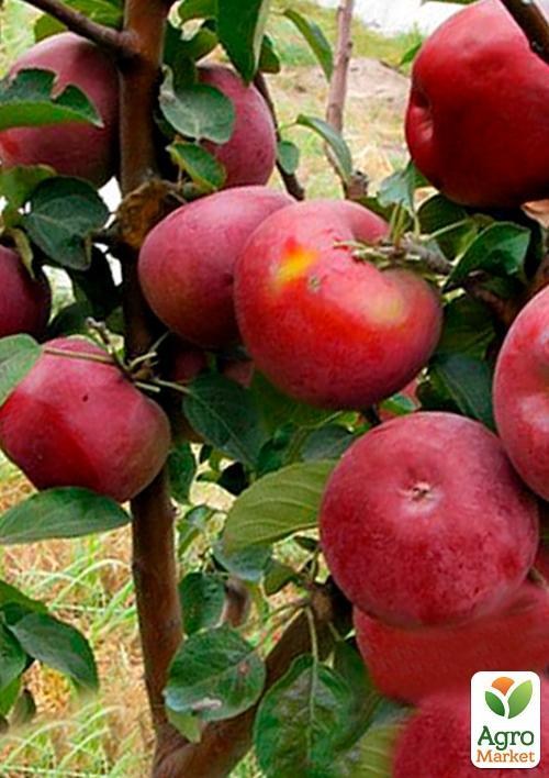 Эксклюзив! Дерево-сад Яблоня "Деличия+Амулет"