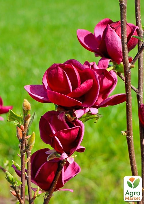 Магнолия на штамбе "Genie" (C7.5 высота 120-150см) - фото 3