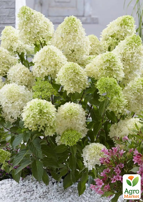 Гортензия 3-х летка метельчатая "Pastel Green" - фото 4
