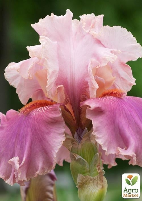 Ирис бородатый крупноцветковый "Okapi Poppe"  1шт в упаковке - фото 2