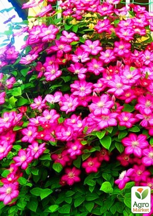 Клематис "Ville de Lyon" - фото 5