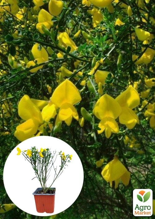 Ракитник Cytisus Scoparius "Vanessa"