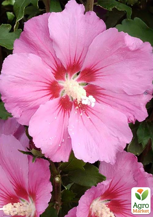 Гібіскус сирійський рожевий "Магія краси" (Magic of beauty)