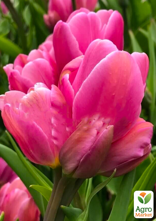 Тюльпан "Happy Family" (многоцветковый)