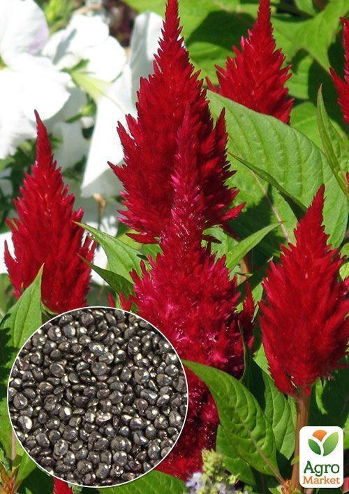 На вагу Целозія Периста ТМ "Весна" ціна за 4г