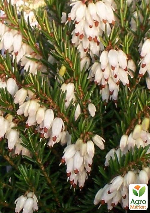 Эрика травянистая "Изабель" (Isabell) P11