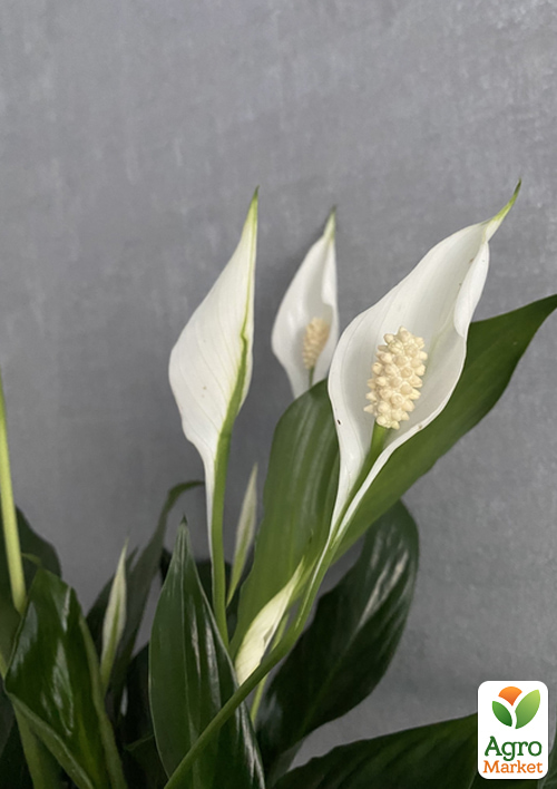 Спатіфілум «Strauss» висота 60-70см - фото 5